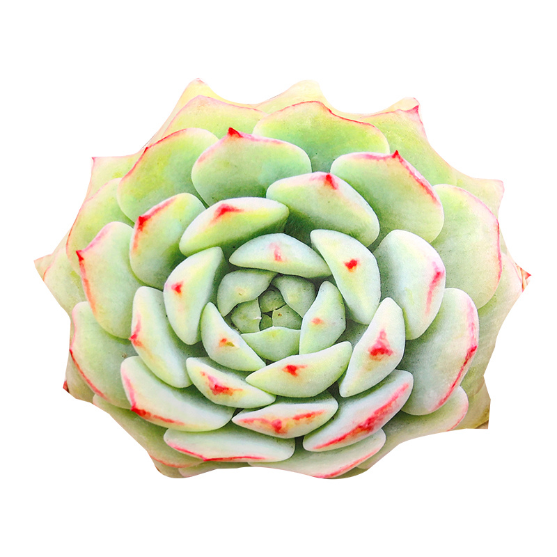 Jouet en peluche Cactus plante - 3D Printing With Pp avis et prix